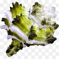 绿色斑点海螺