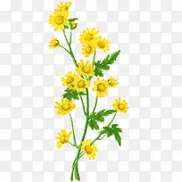 彩绘黄色花朵