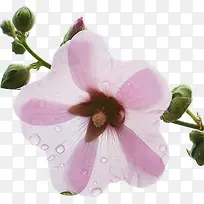 粉色浅色药蜀葵花朵