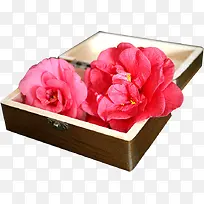 粉红色高清花朵盒子
