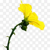 绽放的黄色丝瓜花