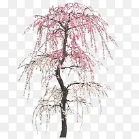 樱花立面树装饰树