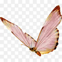 展翅的蝴蝶