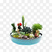 植物