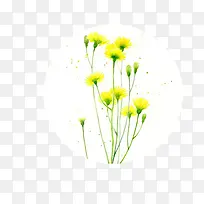 野花黄色素材图片