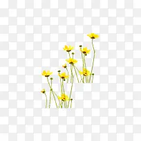 春天的黄色野花