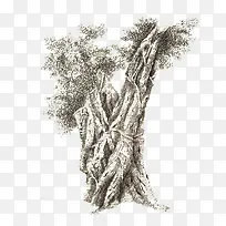 一根两枝的古树手绘