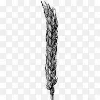 谷物麦穗手绘矢量图