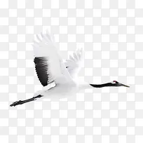 白色天鹅飞翔的天鹅
