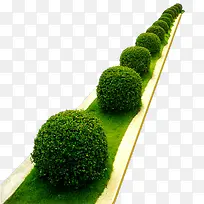 绿色植物