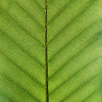 对称的绿叶叶脉