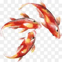 红色中国风水彩鲤鱼