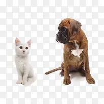狗狗和猫