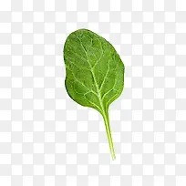 菠菜叶子图片