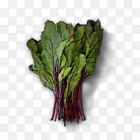 手绘高清绿叶菠菜