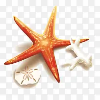 海星和珊瑚