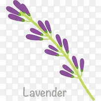 紫色扁平风格薰衣草