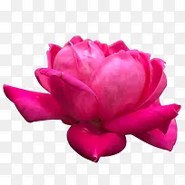 粉色玫瑰花