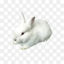 白色兔子窝着的兔子
