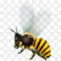 蜜蜂