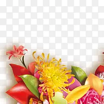 菊花素材图片