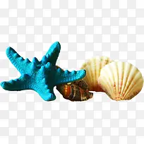 沙滩海边蓝色海星扇贝海螺