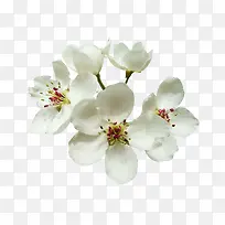 梨花花瓣鲜花图片素材