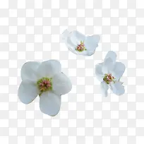 三朵梨花花瓣图片素材