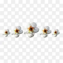 梨花花瓣花冠图片素材