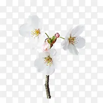 三朵白梨花花瓣图片素材