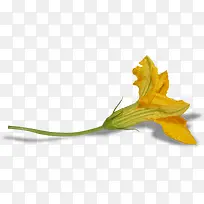 一朵枯萎的黄花