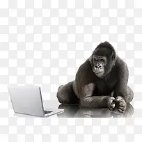 玩电脑的黑猩猩