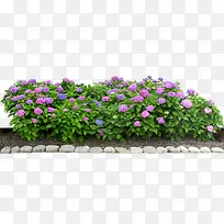 绿色植物绣球花朵素材