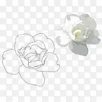 手绘玉兰花