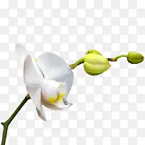 白兰花花朵