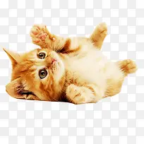 可爱的卖萌小猫