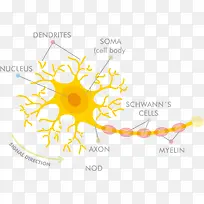 黄色矢量解剖神经细胞