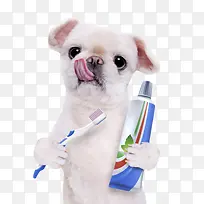 宠物小狗拿着牙刷和牙膏实物