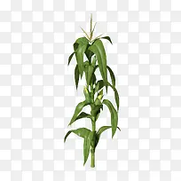 玉米树苗免抠素材