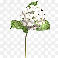 卡通手绘花朵植物白色小碎花
