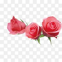 三朵漂亮的玫瑰花