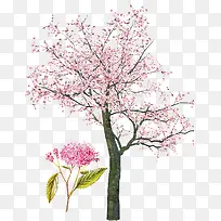 粉色樱花树