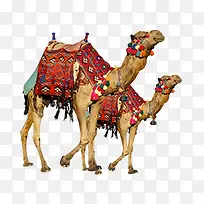 实拍骆驼二只