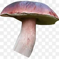 紫色蘑菇