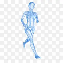 女人慢跑骨骼系统插画