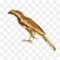 黄金质感小鸟啄木鸟素材