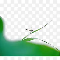 免抠素材蜻蜓图片
