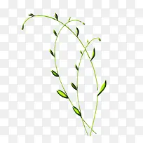 绿色植物长条花苞