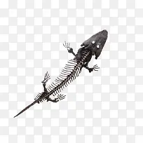 黑色小恐龙骨架化石实物