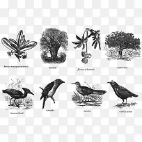 马达加斯加的树木和鸟类
